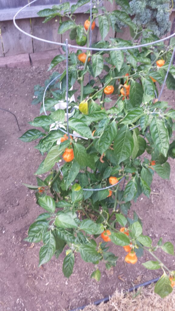 Habanero plant in the garden of Sheri's Pepper Jelly!